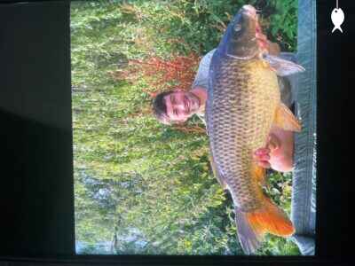 29lb 5oz Common Carp caught at The Quarry