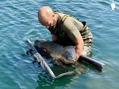 38lb 0oz Common Carp caught at Glovers
