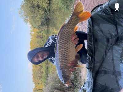 15lb 8oz Common Carp caught at Lodge Pool